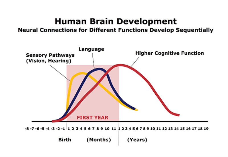 human-brain-development.png